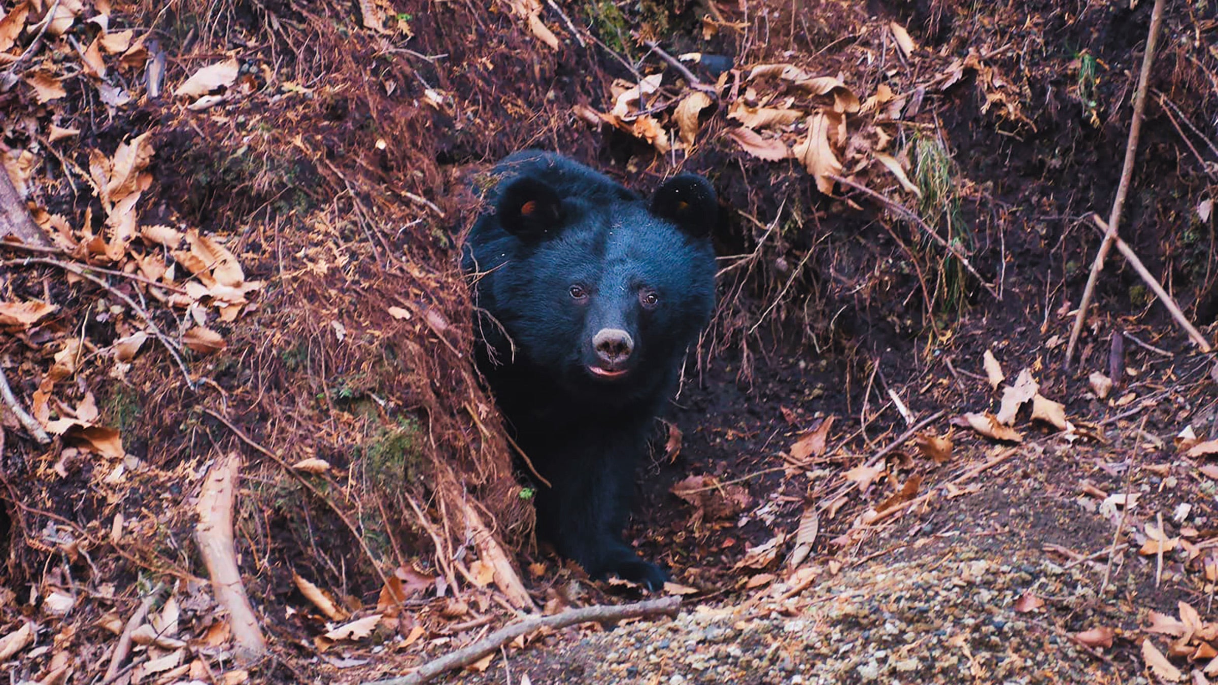 Japan Is Fighting a War Against Bears. The Bears Are Winning.